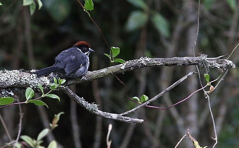 Slaty Brush Finch  Atlapetes schistaceus,Chicaque National Park,Slaty brush finch