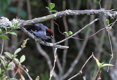 Slaty Brush Finch By the track at Chicaque NP Atlapetes schistaceus,Chicaque National Park,Slaty brush finch