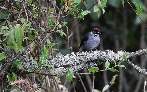 Slaty Brush Finch In Chicaque National Park Atlapetes schistaceus,Chicaque National Park,Slaty brush finch
