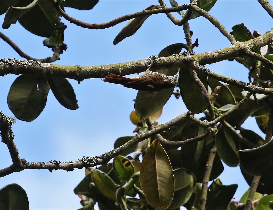 Montane Woodcreeper Seen by the path at Chicaque NP Chicaque National Park,Lepidocolaptes lacrymiger,Montane woodcreeper
