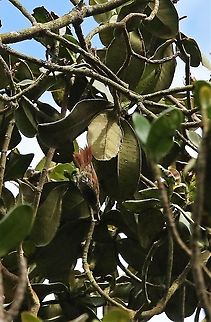 Montane Woodcreeper By the path at Chicaque NP Chicaque National Park,Lepidocolaptes lacrymiger,Montane woodcreeper