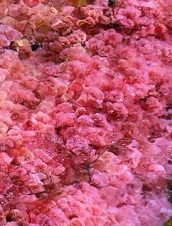 Macarenia clavigera On Cano Sabana near San Jose del Guaviare - spectacular Ca&ntilde;o Sabana,Macarenia clavigera,Natural events,San Jos&eacute; del Guaviare