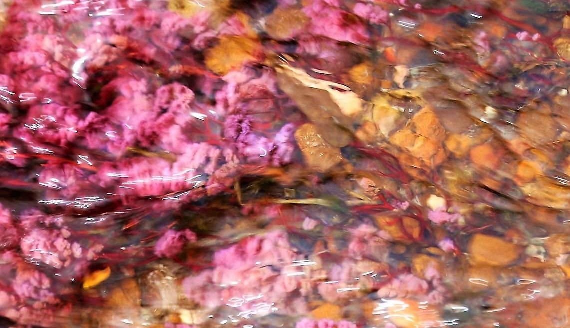 Macarenia clavigera In Cano Sabana, this wonderfully vibrant plant Ca&ntilde;o Sabana,Macarenia clavigera,San Jos&eacute; del Guaviare