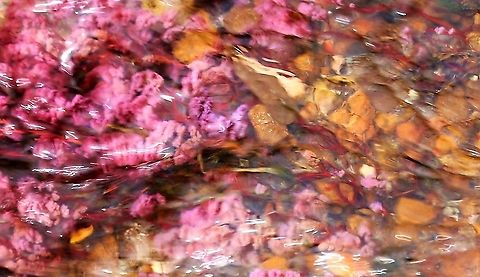 Macarenia clavigera In Cano Sabana, this wonderfully vibrant plant Ca&ntilde;o Sabana,Macarenia clavigera,San Jos&eacute; del Guaviare