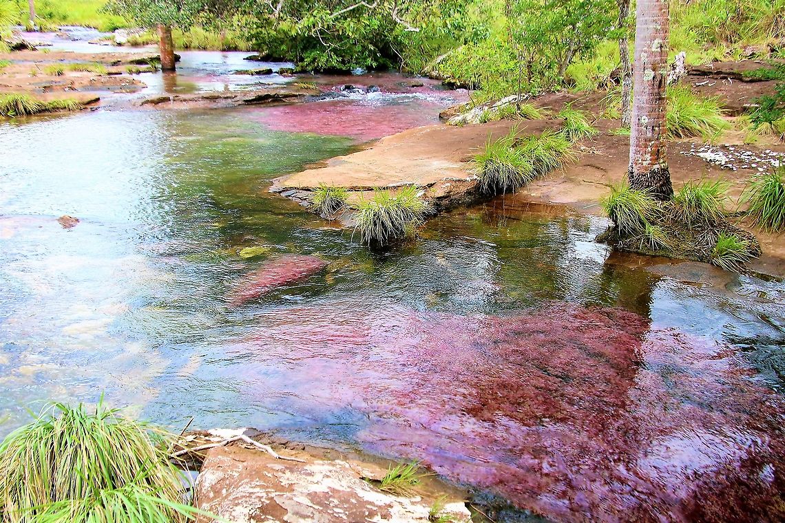Macarenia clavigera in Cano Sabana Vivid red water plant Caño Sabana,Macarenia clavigera,San José del Guaviare