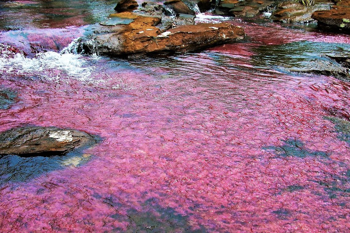 Macarenia clavigera The same plant as at the more popular Cano Cristales Ca&ntilde;o Sabana,Macarenia clavigera,San Jos&eacute; del Guaviare