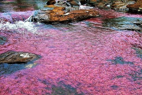 Macarenia clavigera The same plant as at the more popular Cano Cristales Ca&ntilde;o Sabana,Macarenia clavigera,San Jos&eacute; del Guaviare