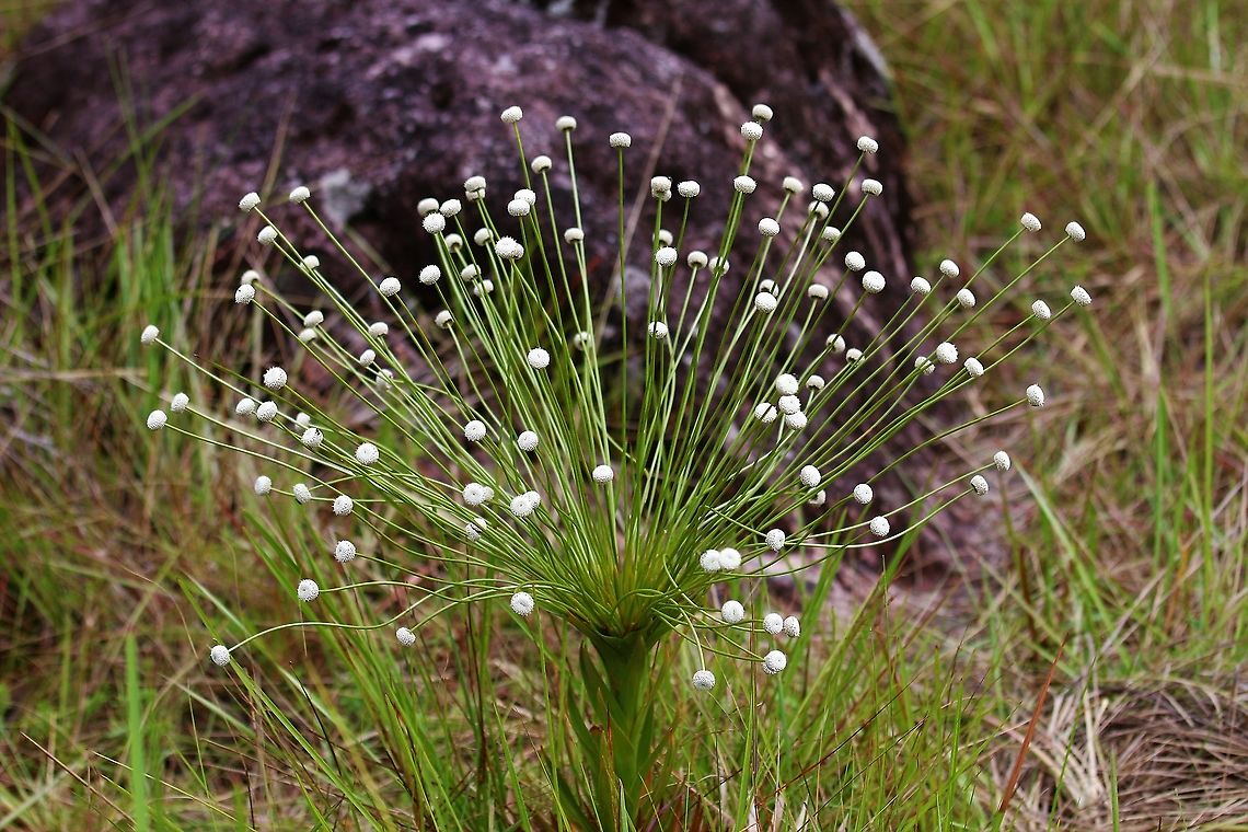 Paepalanthus chiquitensis Fairly rare plant - the Guaviare flower Paepalanthus chiquitensis,San José del Guaviare