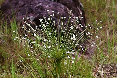 Paepalanthus chiquitensis Fairly rare plant - the Guaviare flower Paepalanthus chiquitensis,San José del Guaviare