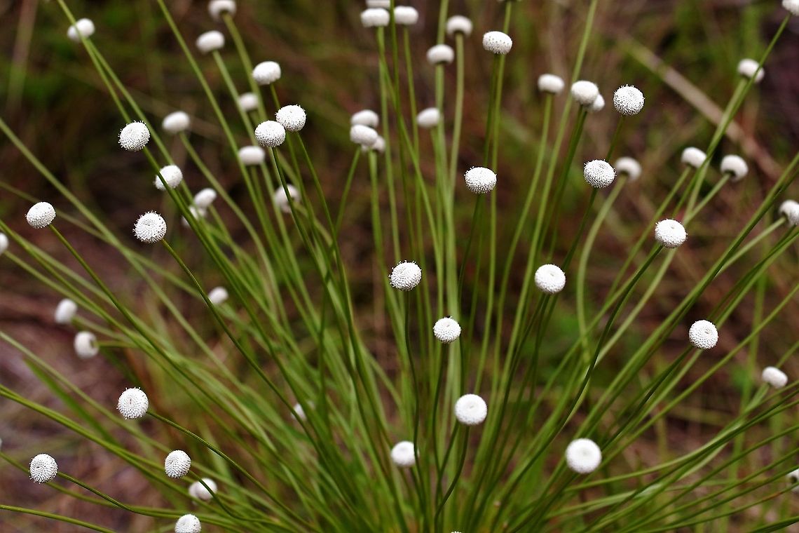 Paepalanthus chiquitensis The Guaviare flower Paepalanthus chiquitensis,San Jos&eacute; del Guaviare