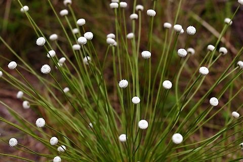 Paepalanthus chiquitensis The Guaviare flower Paepalanthus chiquitensis,San José del Guaviare