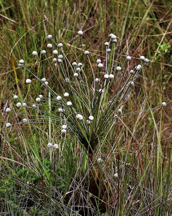 Paepalanthus chiquitensis Guaviare flower Paepalanthus chiquitensis,San Jos&eacute; del Guaviare