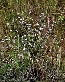 Paepalanthus chiquitensis Guaviare flower Paepalanthus chiquitensis,San José del Guaviare