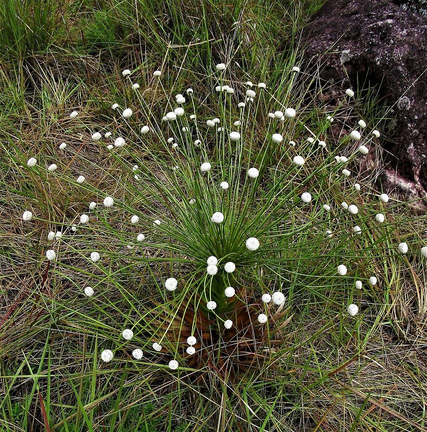 Paepalanthus chiquitensis The Guaviare flower Paepalanthus chiquitensis,San Jos&eacute; del Guaviare