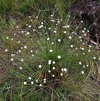 Paepalanthus chiquitensis The Guaviare flower Paepalanthus chiquitensis,San José del Guaviare