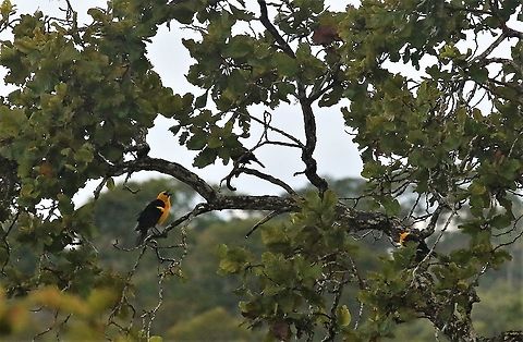 Oriole Blackbird Spectacular blackbird near San Jose del Guaviare Gymnomystax mexicanus,Oriole blackbird,San José del Guaviare