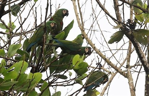 Chestnut-fronted Macaw  Ara severus,Chestnut-fronted macaw,San José del Guaviare