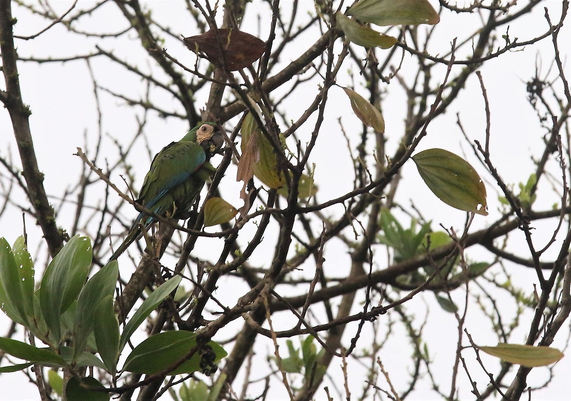 Chestnut-fronted Macaw Feeding Ara severus,Chestnut-fronted macaw,San José del Guaviare