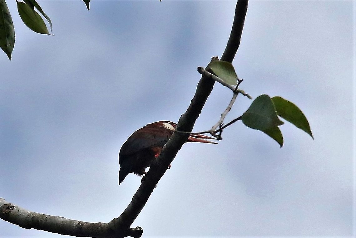 White-eared Jacamar Close-by Damas del Nare Damas del Nare,Galbalcyrhynchus leucotis,White-eared jacamar