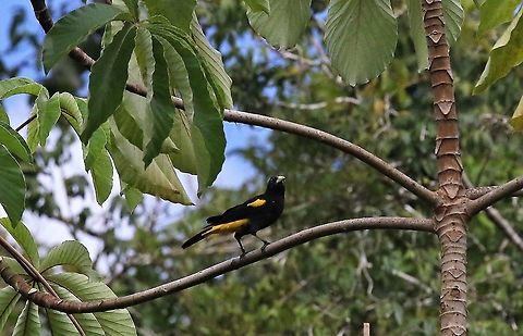Yellow-rumped cacique From San Jose del Guaviare close-by Damas del Nare Cacicus cela,Damas del Nare,Yellow-rumped Cacique