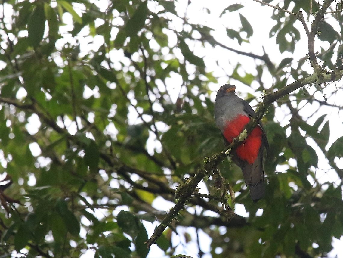 Black-tailed Trogon Close-by Damas del Nare Black-tailed trogon,Damas del Nare,Trogon melanurus