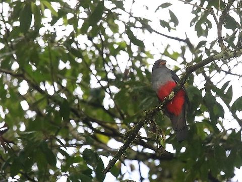 Black-tailed Trogon Close-by Damas del Nare Black-tailed trogon,Damas del Nare,Trogon melanurus