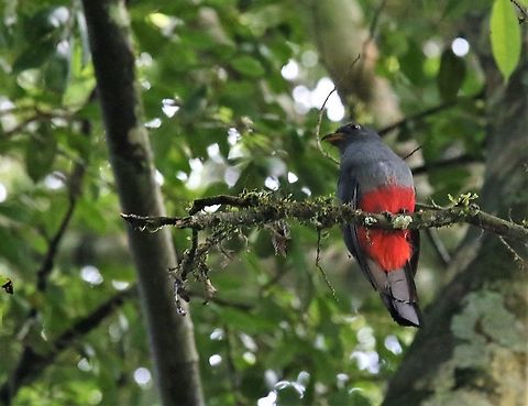 Black-tailed Trogon Close-by Damas del Nare Black-tailed trogon,Damas del Nare,Trogon melanurus