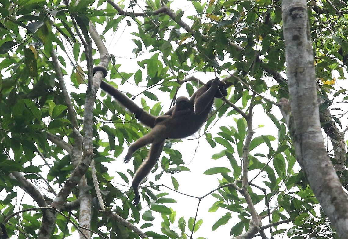 Brown Woolly Monkey Mother and young Brown woolly monkey,Damas del Nare,Lagothrix lagotricha