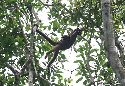 Brown Woolly Monkey Mother and young Brown woolly monkey,Damas del Nare,Lagothrix lagotricha