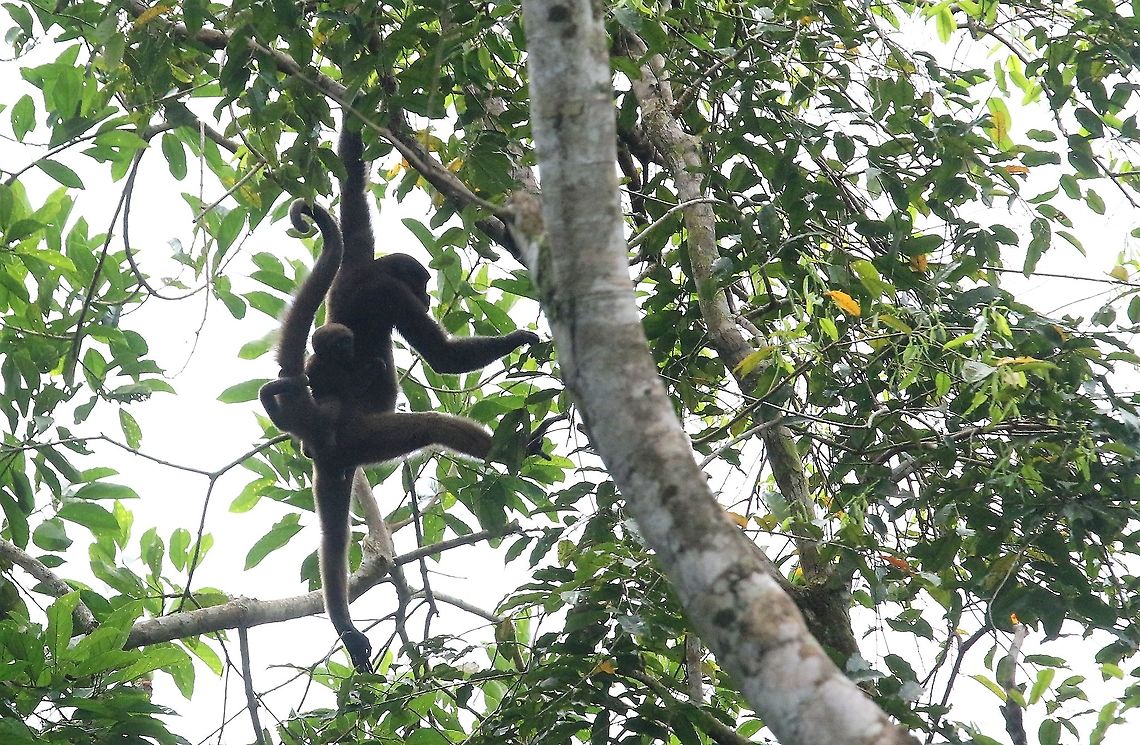 Brown Woolly Monkey swinging through the trees  Brown woolly monkey,Damas del Nare,Lagothrix lagotricha