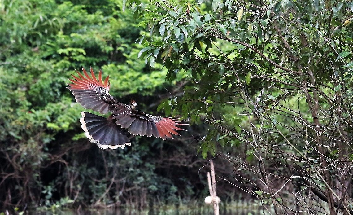 Hoatzin in flight On the floodplain of Rio Guaviare Damas del Nare,Hoatzin,Opisthocomus hoazin