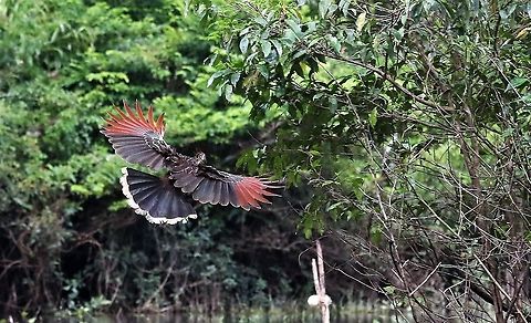 Hoatzin in flight On the floodplain of Rio Guaviare Damas del Nare,Hoatzin,Opisthocomus hoazin