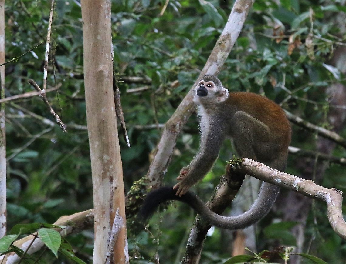 Squirrel Monkey Beside the Guaviare river Common squirrel monkey,Damas del Nare,Saimiri sciureus,Squirrel Monkey