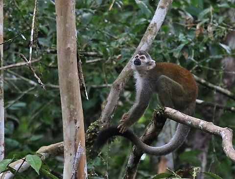 Squirrel Monkey Beside the Guaviare river Common squirrel monkey,Damas del Nare,Saimiri sciureus,Squirrel Monkey