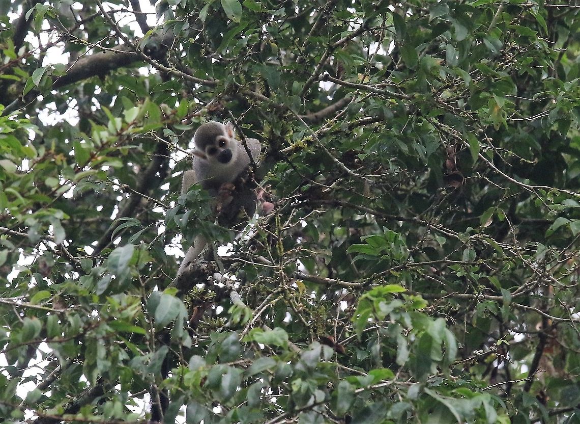 Squirrel Monkey 2 By the Guaviare river Common squirrel monkey,Damas del Nare,Saimiri sciureus,Squirrel Monkey