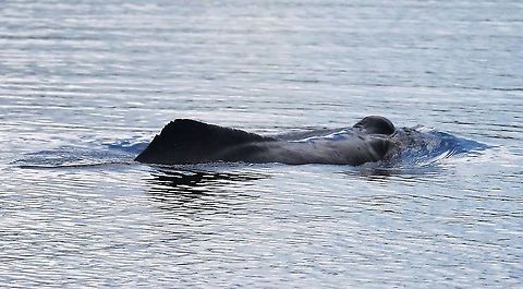 Boto 2 A magical experience, some swam in the oxbow lake with the Boto, after showering and removing all bug spray and sun tan lotion - I stayed in the boat to record and we had brilliant sunshine and a major downpour then back to sun. Amazon river dolphin,Damas del Nare,Inia geoffrensis