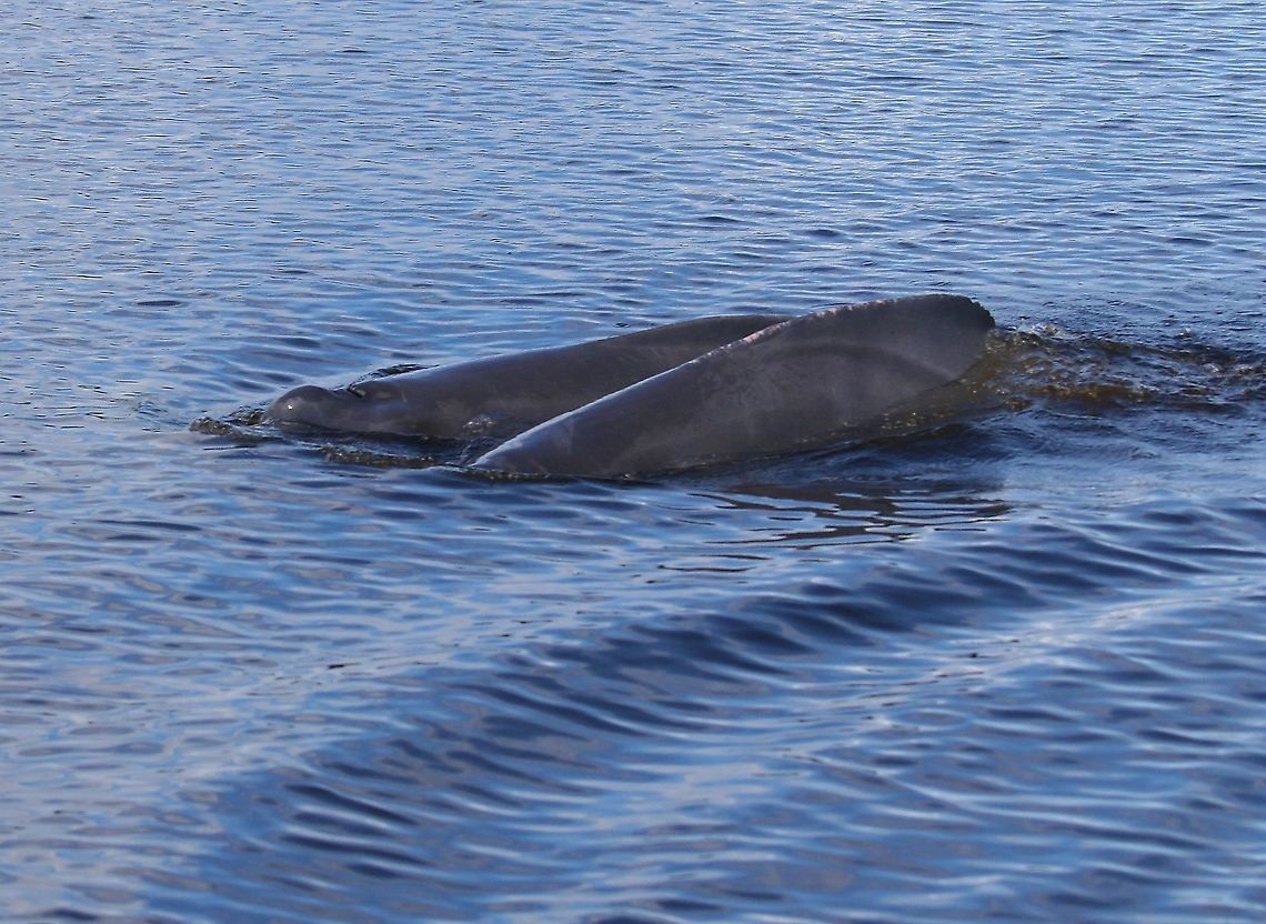 Boto  Amazon river dolphin,Inia geoffrensis