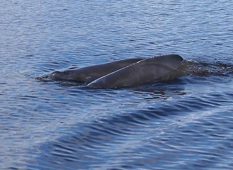 Boto  Amazon river dolphin,Inia geoffrensis