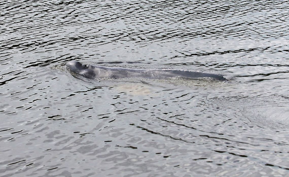 Boto - Tati! Boto called in by Pacho shouting Tati and singing to them Amazon river dolphin,Damas del Nare,Inia geoffrensis