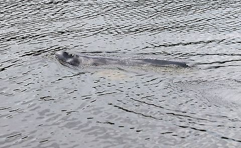Boto - Tati! Boto called in by Pacho shouting Tati and singing to them Amazon river dolphin,Damas del Nare,Inia geoffrensis