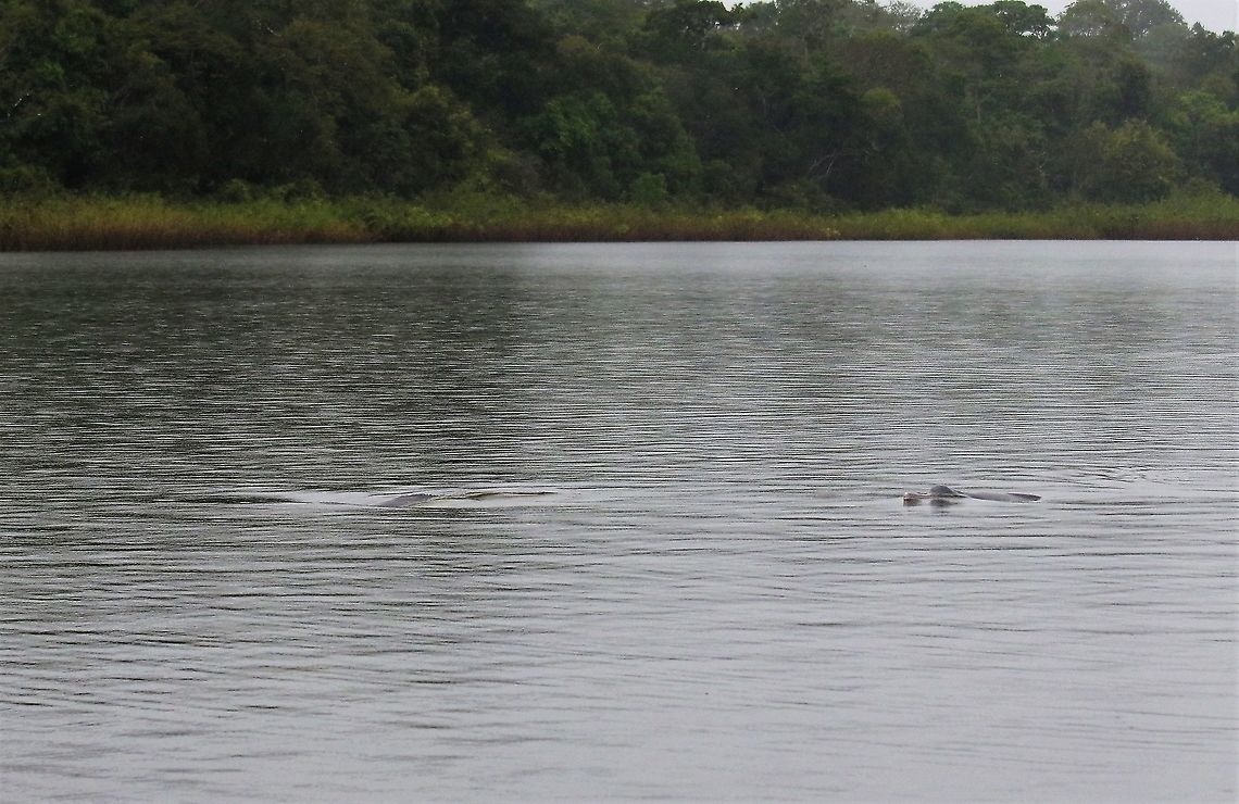 Called Tati Pacho calls these boto in - magical Amazon river dolphin,Damas del Nare,Inia geoffrensis