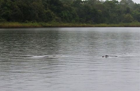 Called Tati Pacho calls these boto in - magical Amazon river dolphin,Damas del Nare,Inia geoffrensis