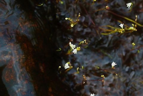 Utricularia Neottioides An endemic of NW South America found near Cano Sabana, San Jose del Guaviare San José del Guaviare,Utricularia Nettioides,Utricularia neottioides