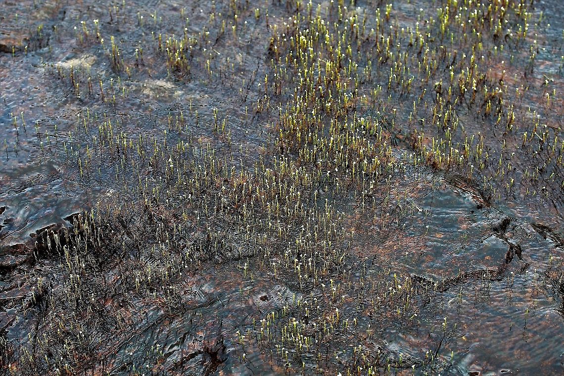 Utricularia Neottioides Found is shallow flowing water near San Jose Del Guaviare San José del Guaviare,Utricularia Nettioides,Utricularia neottioides