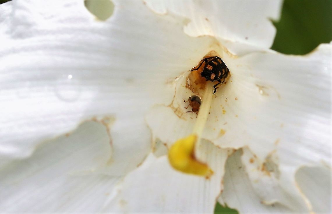 Vellozia tubiflora (4) Found on the Guiana Shield San José del Guaviare,Vellozia tubiflora