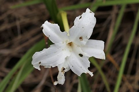 Vellozia tubiflora (2) On the Guiana Shield near Cano Sabana San José del Guaviare,Vellozia tubiflora