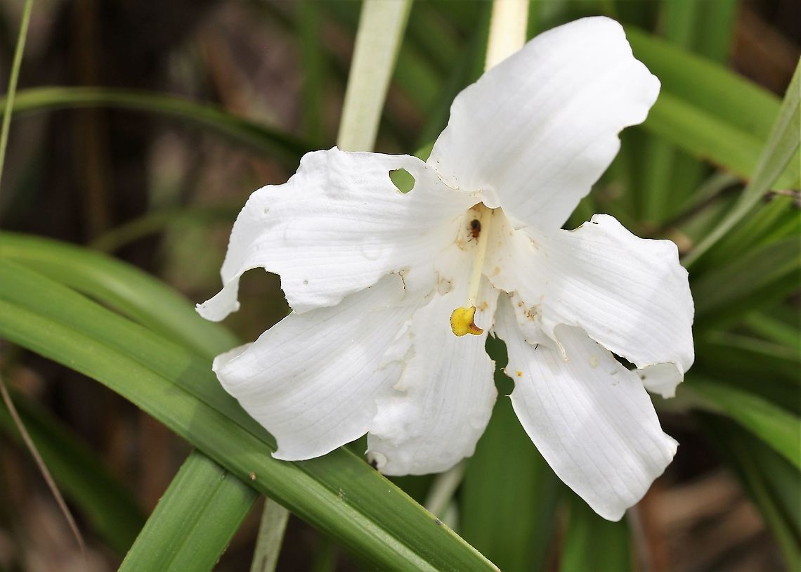 Vellozia tubiflora Found near Cano Sabana - interesting beetles inside. San José del Guaviare,Vellozia tubiflora