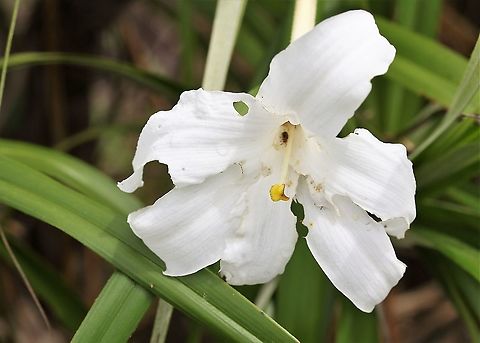Vellozia tubiflora Found near Cano Sabana - interesting beetles inside. San José del Guaviare,Vellozia tubiflora