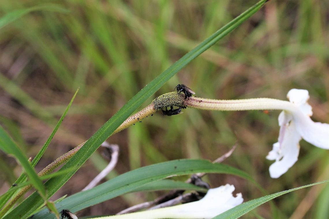 Vellozia tubiflora (3) Interesting jointing with the flower San José del Guaviare,Vellozia tubiflora
