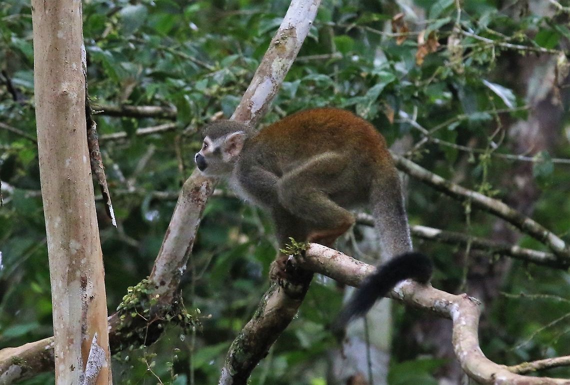 Squirrel Monkey  Common squirrel monkey,Damas del Nare,Saimiri sciureus